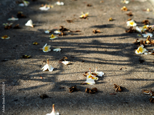 White and Brown Plumeria Frangipani flowers fallen lying on the ground