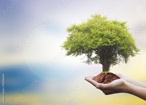 Protecting the forest,Plant a tree:Trees in hands with nature abstract background. Ecology concept
