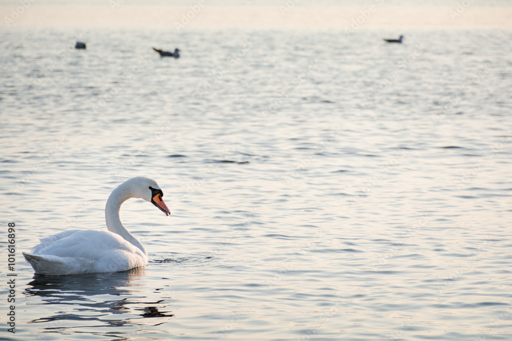 Fototapeta premium Beautiful white swan swimming in winter sea