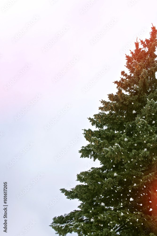 Winter landscape. Snow covered trees Winter landscape. Snow covered trees