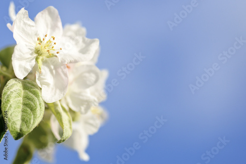Apple flower / Apple flower branch and blue sky beautiful natural background