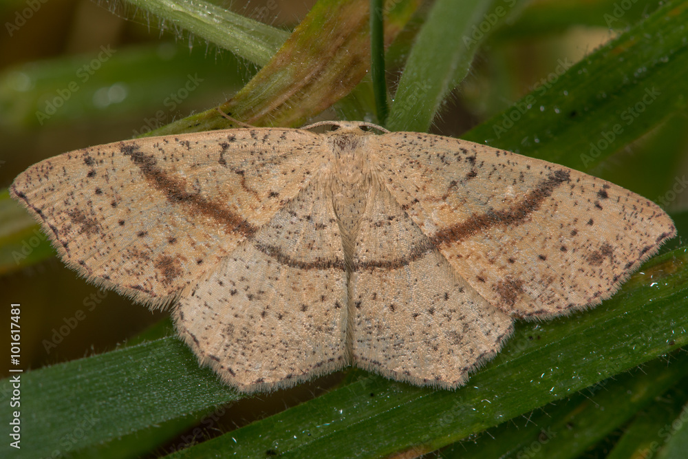Maiden's blush (Cyclophora punctaria) moth. An attractive moth in the family Geometridae
Maiden's blush (Cyclophora punctaria) moth. An attractive moth in the family Geometridae