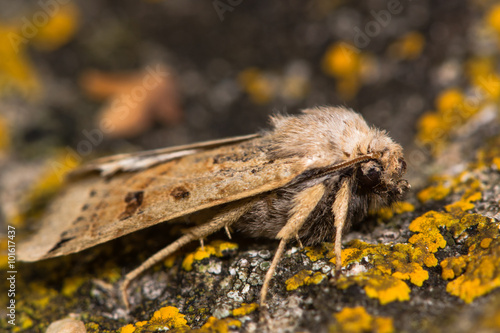 Lunar underwing moth (Omphaloscelis lunosa). An autumnal moth in the family Noctuidae, seen in profile at rest
 photo