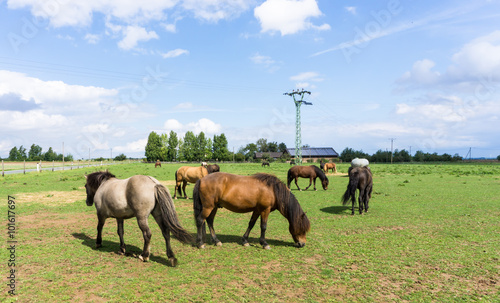 horses. farm animals on meadow