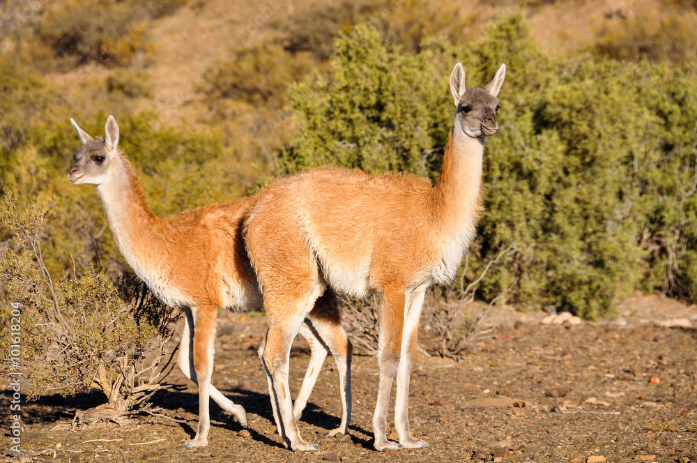 Vicunas in the Ischigualasto National Park, Argentina Vicunas in the Ischigualasto National Park, Argentina