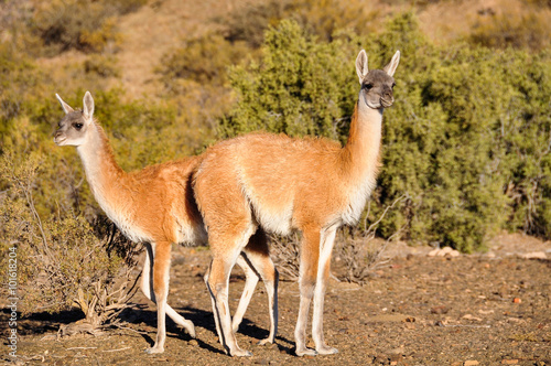 Vicunas in the Ischigualasto National Park, Argentina