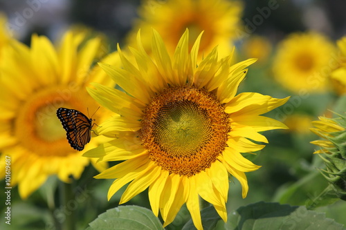 Fototapeta Naklejka Na Ścianę i Meble -  Monarch on a sunflower
