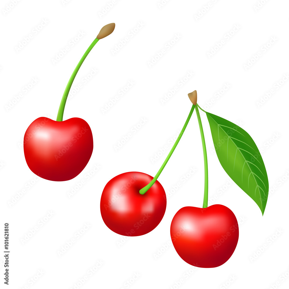 Cherry red berry isolated illustration vector Cherry red berry isolated illustration vector