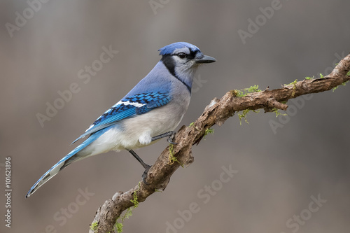 Blue Jay, Cyanocitta Cristata, perched on a mossy branch © rtaylorimages