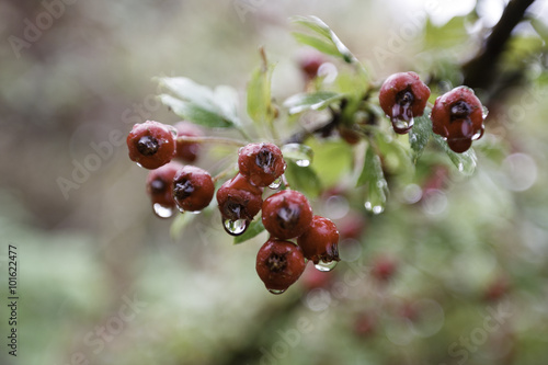 Frutos rojos tras la lluvia