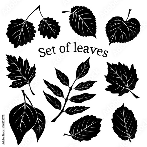 Set of Pictograms, Plant Leaves, Hawthorn, Poplar Silver, Aspen, Hazel, Linden, Ash-tree, Poplar, Elm Karagach. Black on White Background. Vector