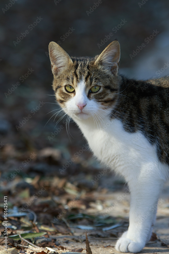 Gazing cat

mixed white and cane color cat with green eyes stands gazing on the ground with dry fallen foliage