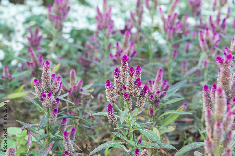 Obraz premium Feather Cockscomb's purple flowers(Celosia argentea)