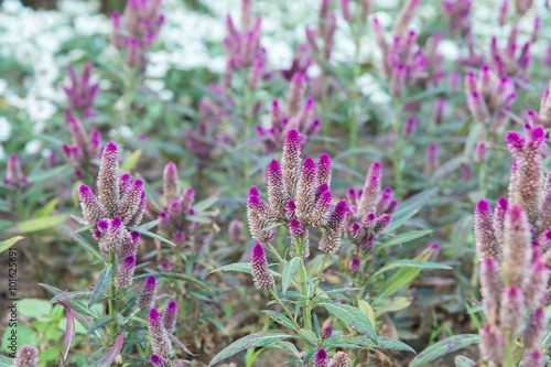 Feather Cockscomb s purple flowers Celosia argentea 