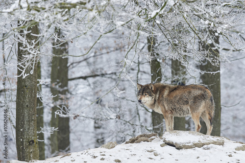 Wolf im Winter