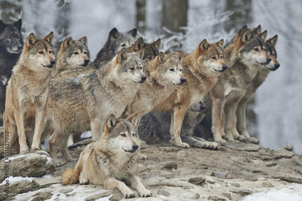 Obraz premium Stado wilków zimą