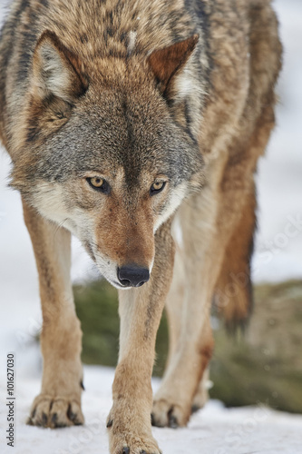 Wolf im Winter