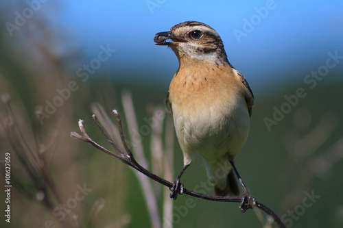 Bird with prey in its beak