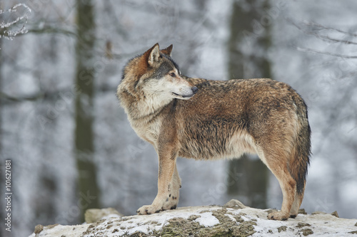 Wolf im Winter © mrr