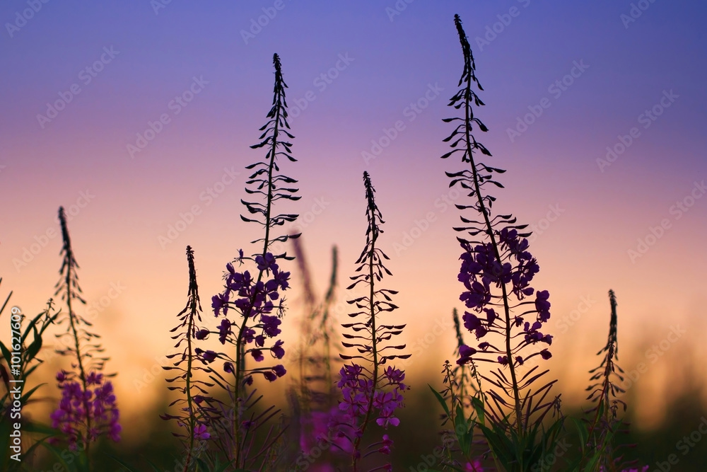 Foto willow-herb flowers at sunset