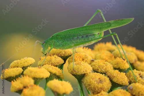 Phaneroptera falcata on tansy photo