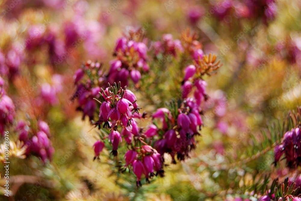 Fototapeta premium Blüten in warmen Farbtönen