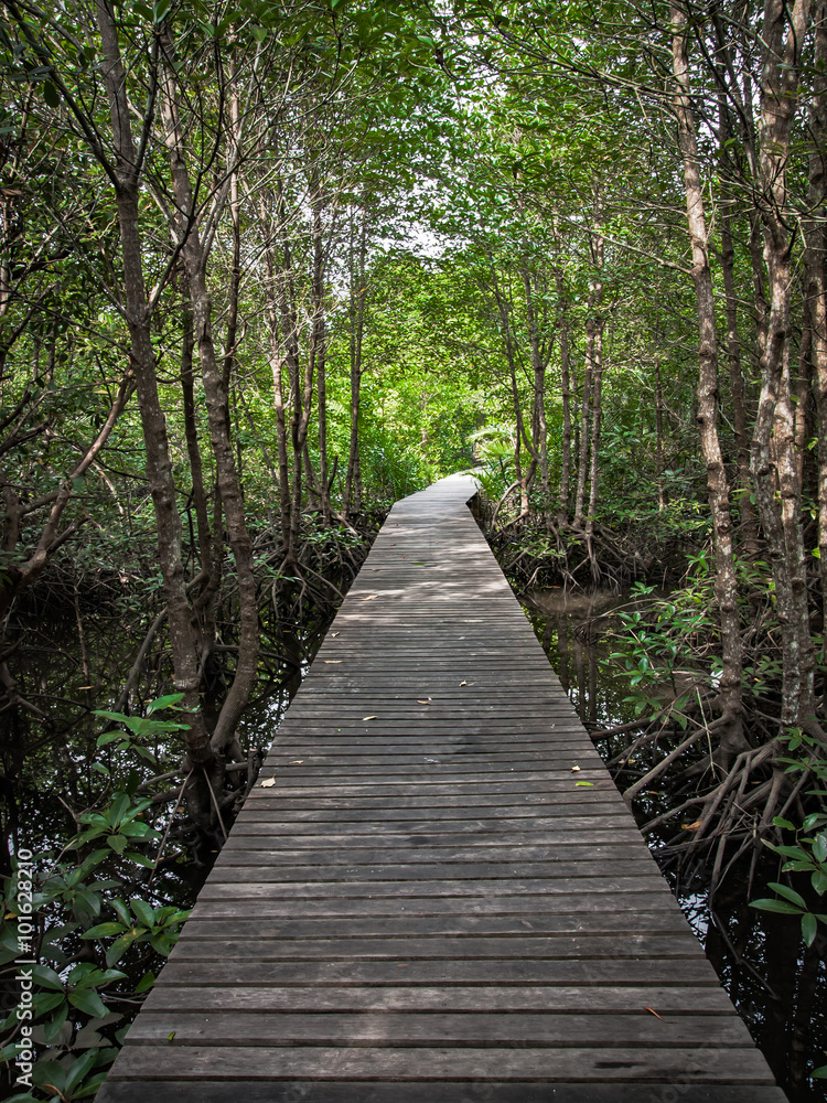 walkway in mangrove forest walkway in mangrove forest