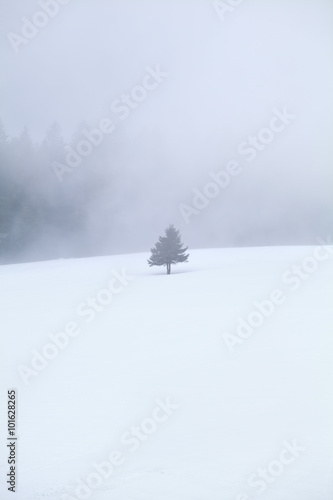 single tree on snow in fog