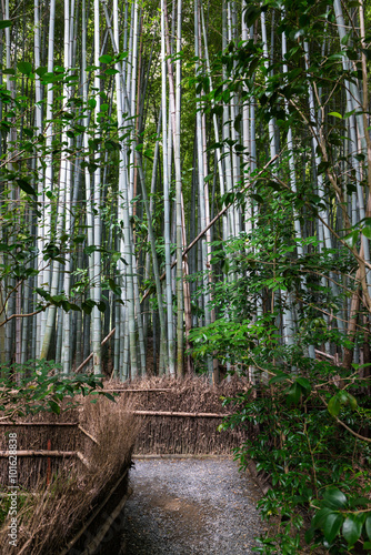 Path inside a Bamboo forest in Kyoto