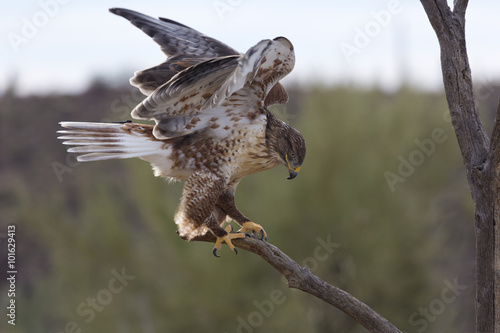 Active ferruginous hawk in Arizona © F&J McGinn