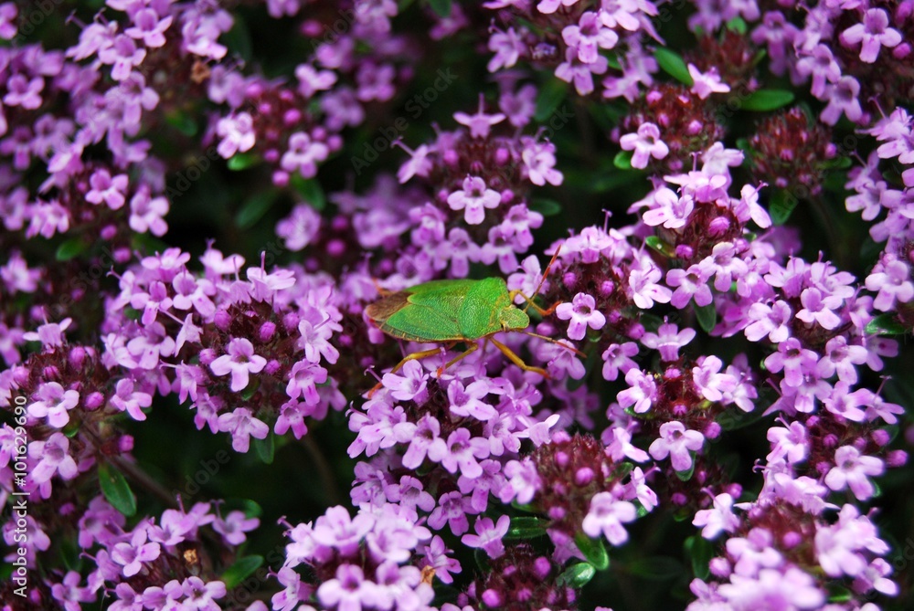 Wanze und Tymianblüten Wanze und Tymianblüten