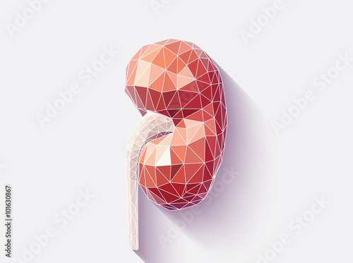 Kidney faceted