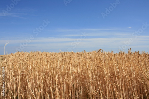 Yellow wheat and blue sky. Harvest time. It is flag of Ukraine