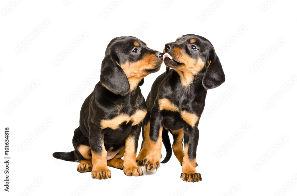Two cute puppy breed Slovakian Hund