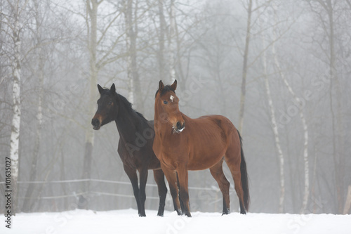 Two horses in winter © castenoid