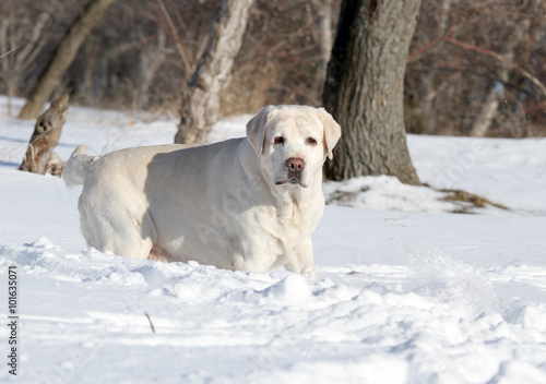a yellow labrador in winter in snow