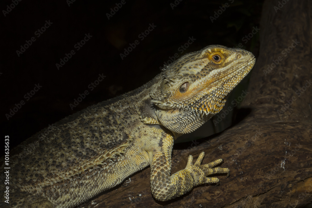 Obraz premium ordinary Australian agama, Central bearded dragon, Pogona vitticeps