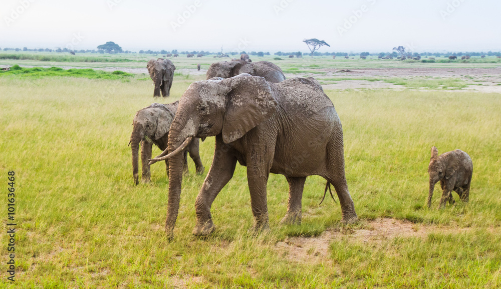 Fototapeta premium Elefantenherde in Afrika
