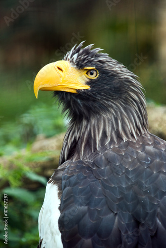 Steller's sea eagle © Nazzu