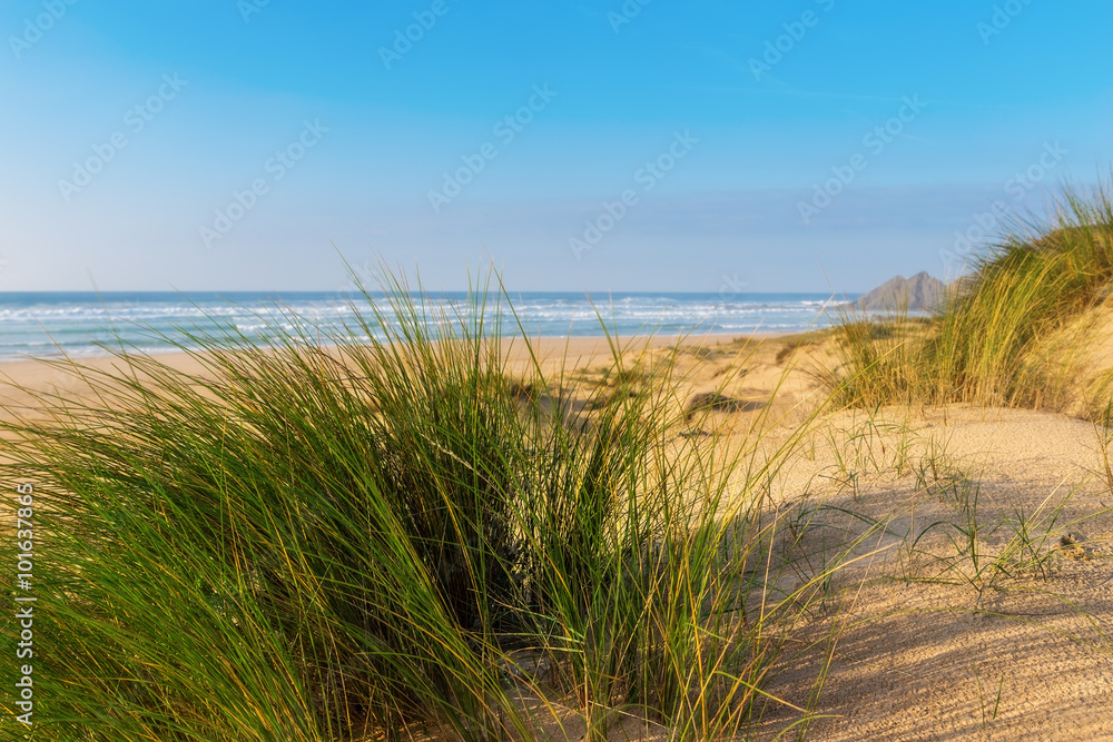 Grass on a background of blue sea. Romantic landscape.