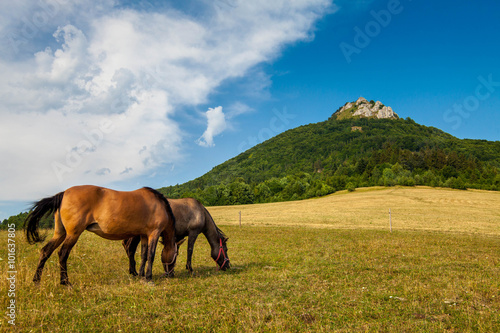 Slovak horses in countryside
