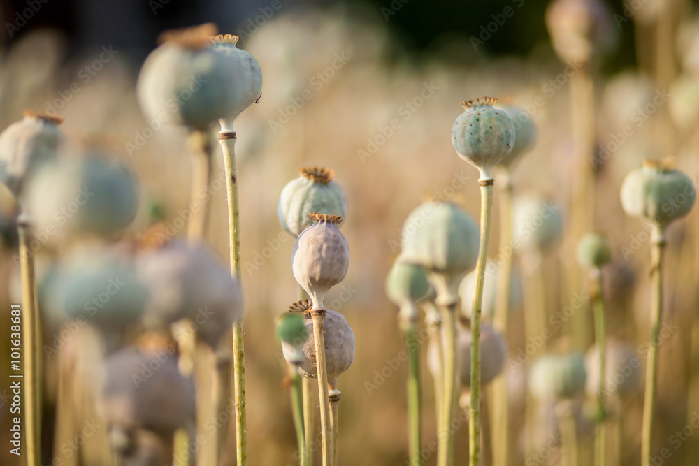 Εκτύπωση καμβά Garden poppy