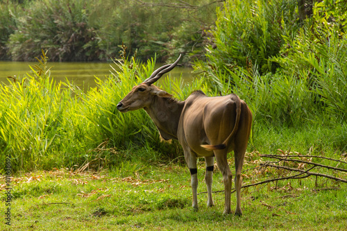 Eland, Taurotragus oryx