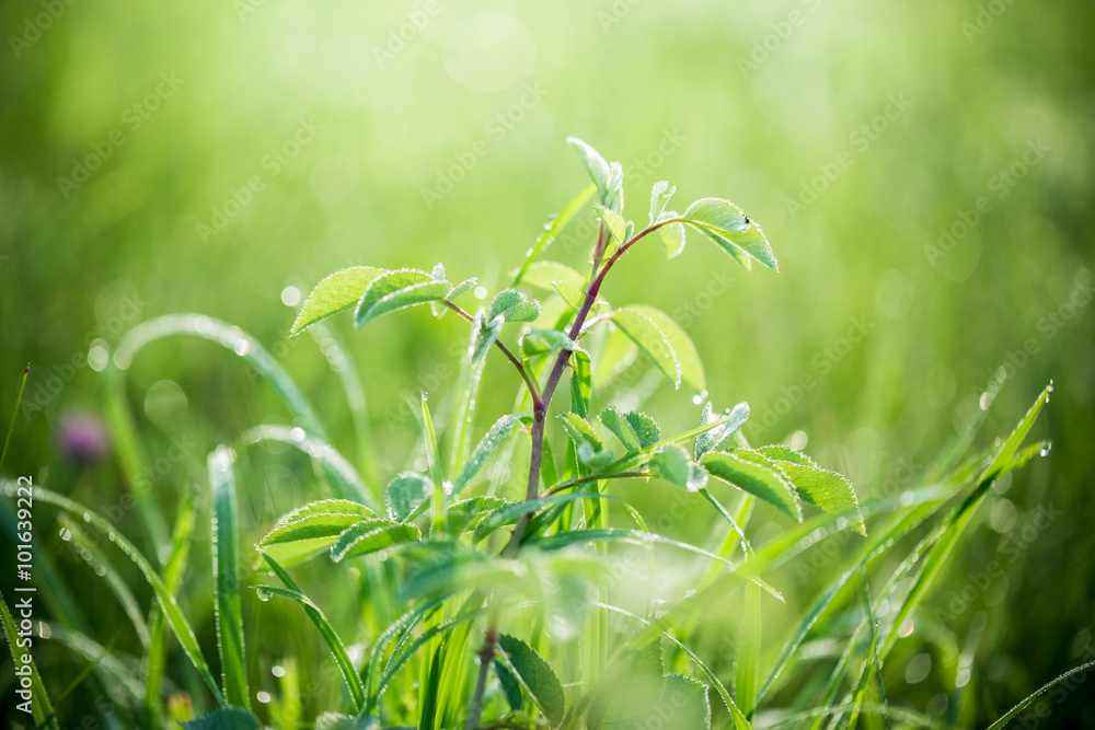 Fresh green grass with water drops on the background of sunlight beams. Soft focus Fresh green grass with water drops on the background of sunlight beams. Soft focus