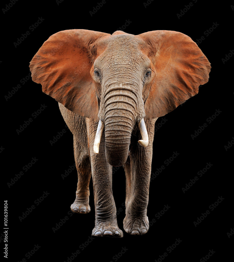 Fototapeta premium Big elephant on black background