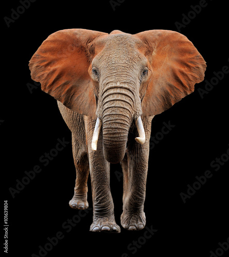 Canvas Print Big elephant on black background