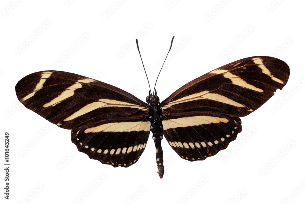 Fototapeta premium Tropical batterfly isolated on white