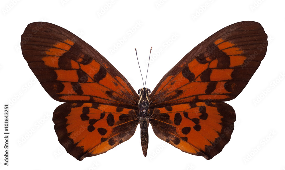 Fototapeta premium Tropical batterfly isolated on white