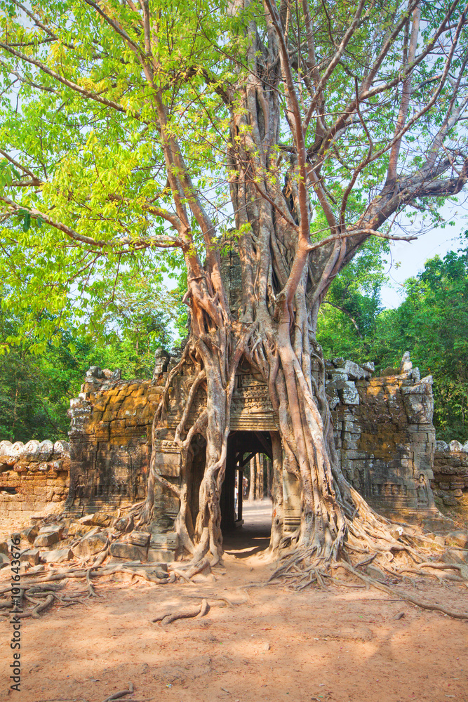 Naklejka premium Tropical tree on Ta Som, Angkor wat in Siem Reap,Cambodia