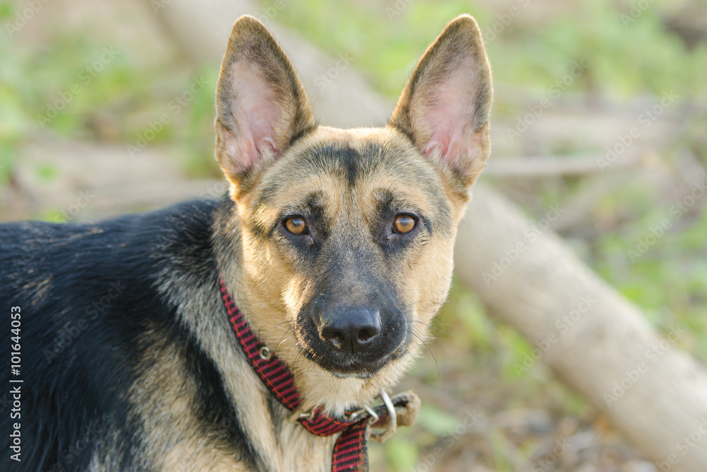Portrait of a half-breed dog phases yard and a German Shepherd
